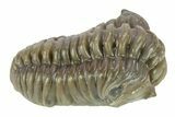 Curled Flexicalymene Trilobite - Indiana #287250-2